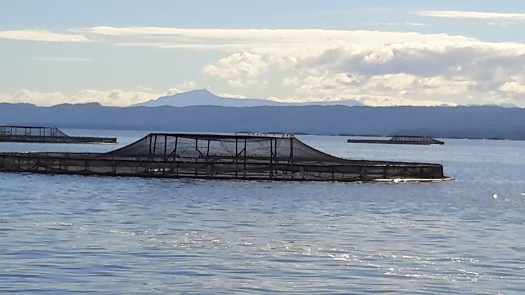 Aquaculture-Pen-Atlantic-Salmon-Macquarie-Harbour.jpg